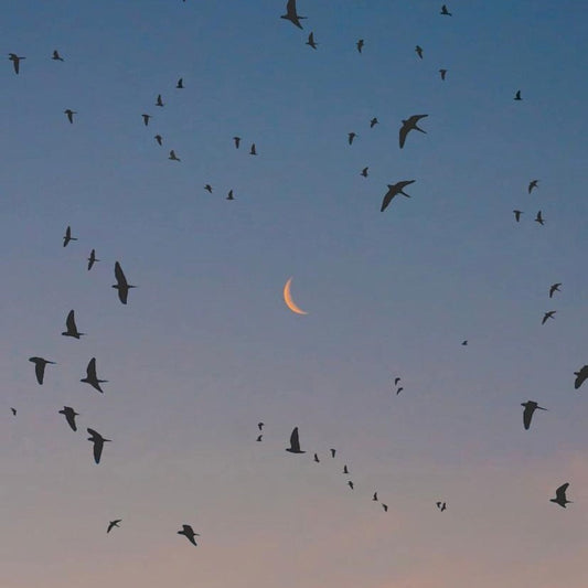 Some tips for you who want to tune in to the Leo New Moon energy.