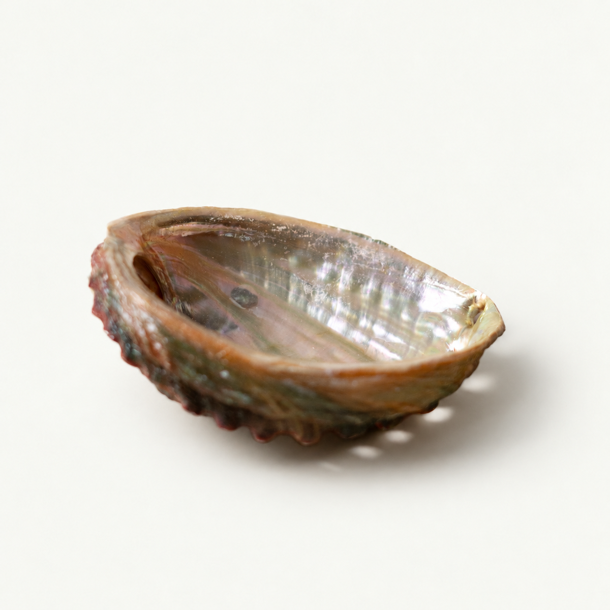 ABALONE SHELLS