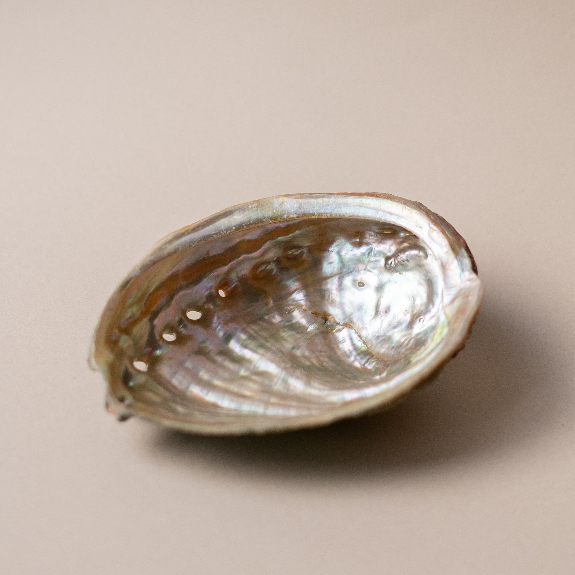 ABALONE SHELLS – Souli Collective