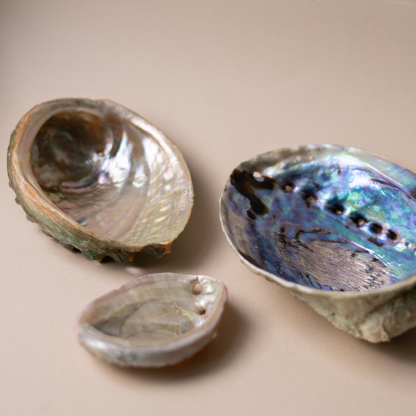 ABALONE SHELLS